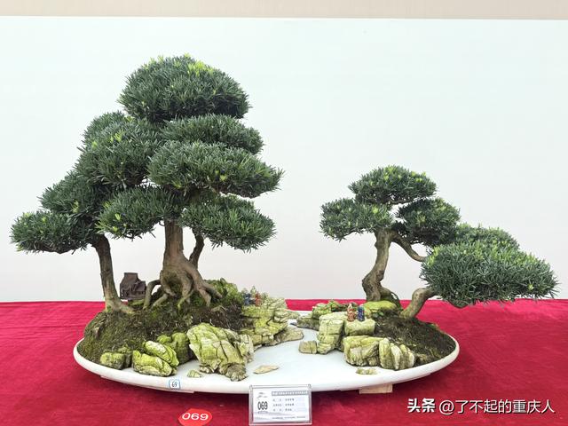 双节同庆！川渝盆景技艺大赛邂逅重庆园博园