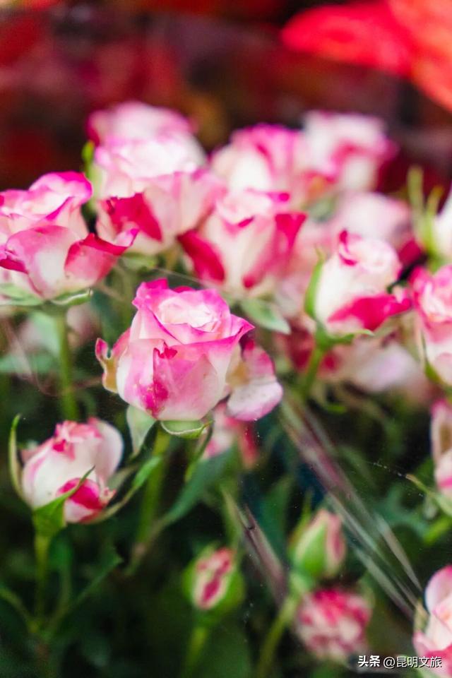 满屏治愈！这个冬日，你一定要去趟斗南花市，邂逅一场流动的彩色盛宴~