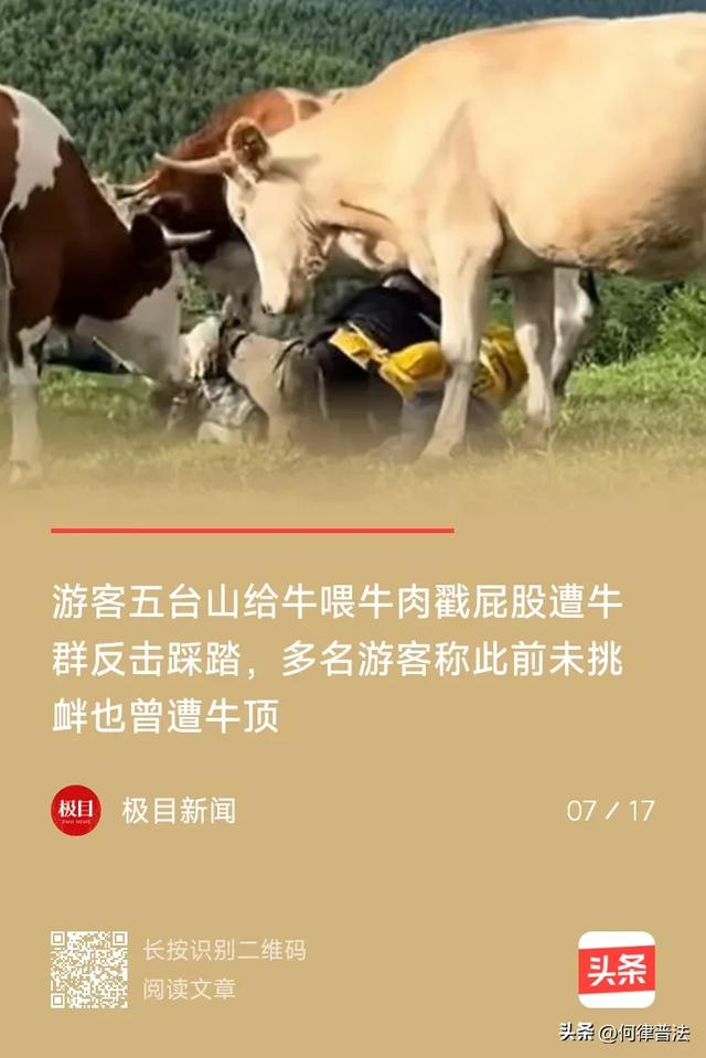 游客遭牛群踩踏？知情人爆料，画面曝光，景区：游客先挑衅