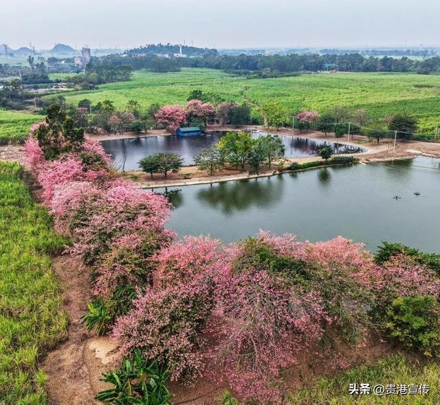 速收藏！贵港十二月赏花地图出炉，这些绝美机位拍出氛围感大片