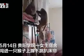 猴子闯进高校女生宿舍扒床帘找吃的，“喝了室友好多瓶饮料了”图片