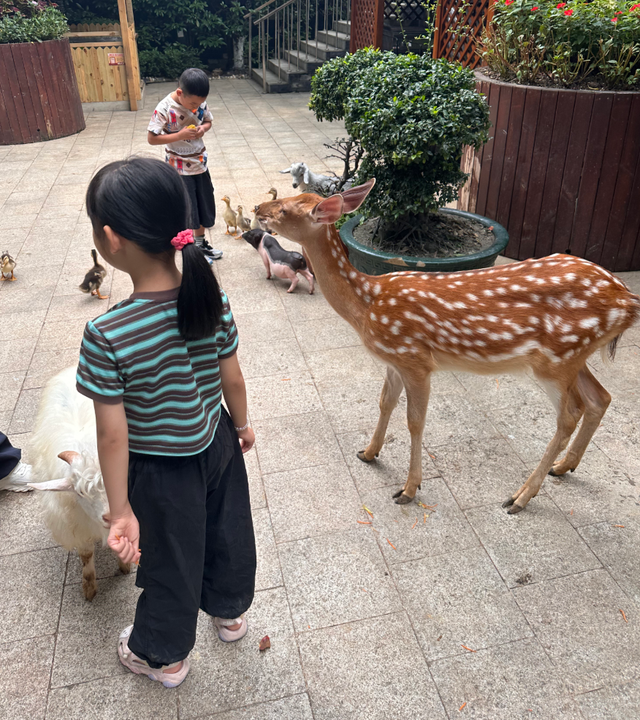 萌宠互动 + 花园美食！贵阳铂尔曼大酒店新场景点燃南明秋季文旅市场