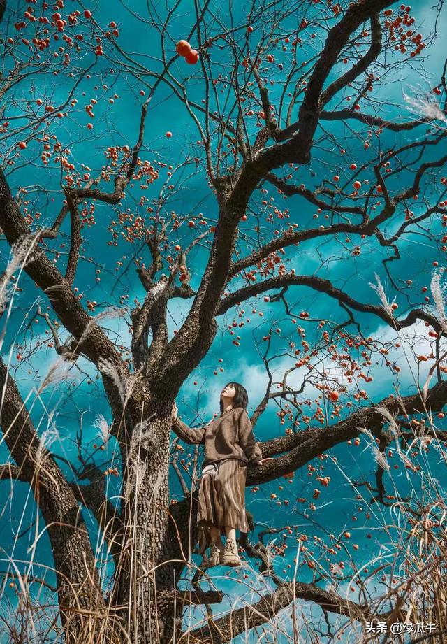 有人说，不就是个彬州烂怂柿子，有啥好拍！