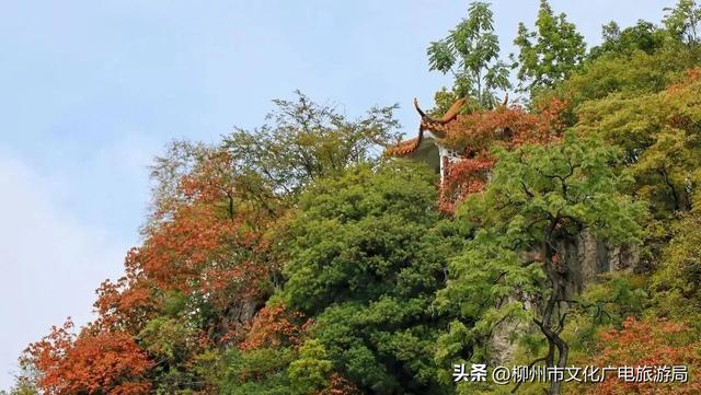 悬崖之上，红韵沸腾！雀儿山进入高光时刻