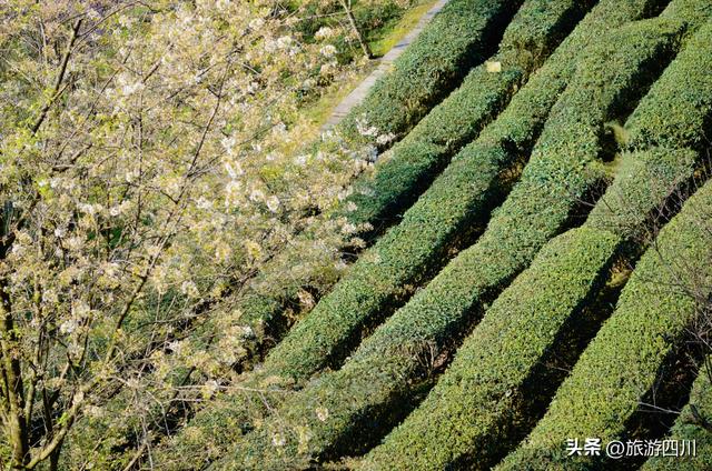 峨眉春晓 雪芽知——峨眉雪芽第六届开园采新节盛大举行