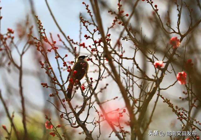 冬日“梅”景，真美！