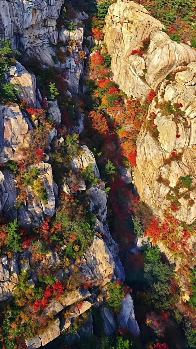 听说，山东的山最近变得「毛茸茸」？