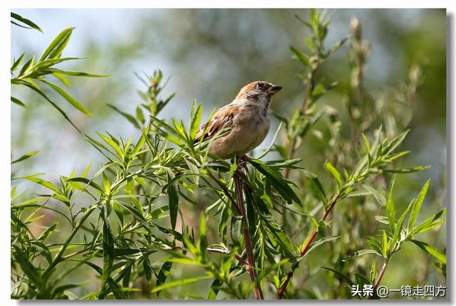 在大连陵水湾打造出的“海纳百川”国际雕塑景观带