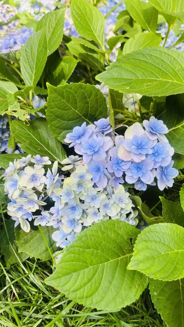 明天别宅家！去看看呼和浩特这片“绣球花海”！