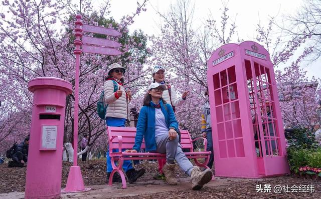 每日一景|寒意未消春意先至 南京中山植物园早樱绽放迎游人