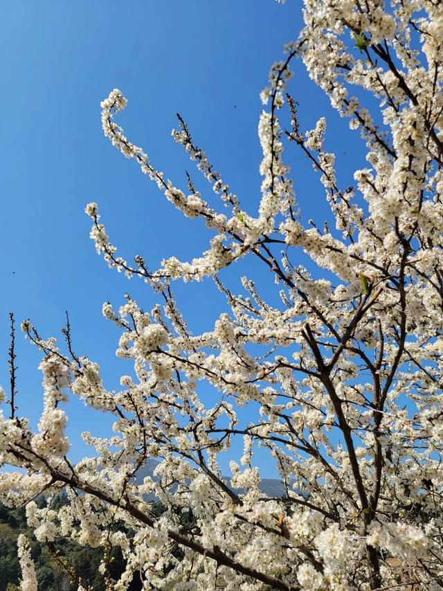 土楼拾光①:福建土楼景区——田螺坑片区（2025.2.9 漳州·南靖）