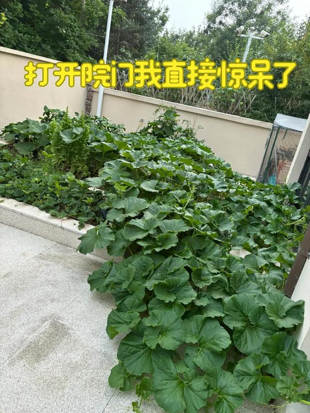 女子离家半个月，一院子南瓜“成了精”，网友：天呐，羡慕死了！