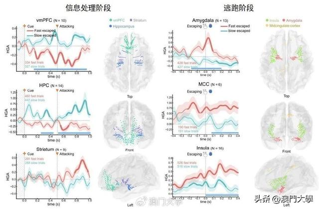 澳门大学研究团队破解大脑恐惧密码
