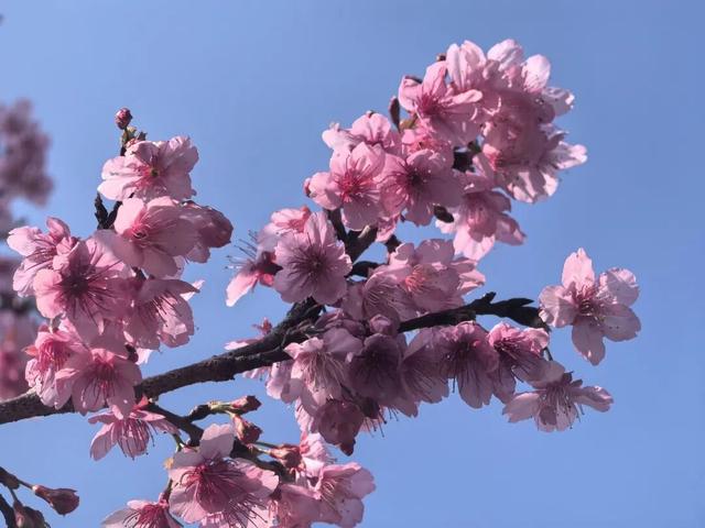 反季惊喜！北方白雪皑皑 始兴这座古村樱花浪漫