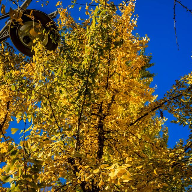 邵阳人藏不住的秋冬快乐!这些“金色浪漫”,@所有人来约!