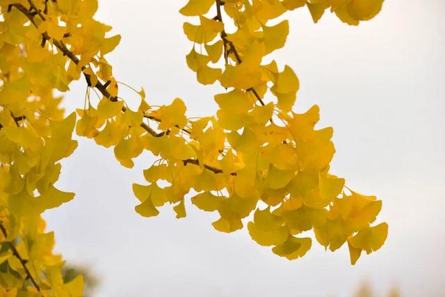 太美了！金堂这些地方值得一去