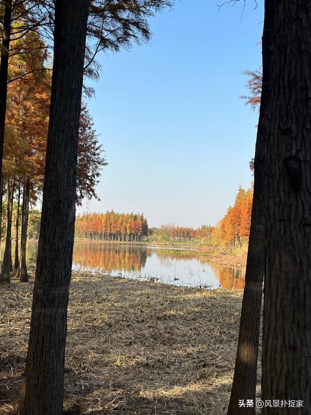 南昌鱼尾洲公园，红杉慢慢变红！