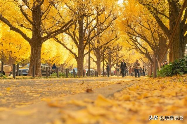 11月一定要收藏一份全国银杏观赏地图