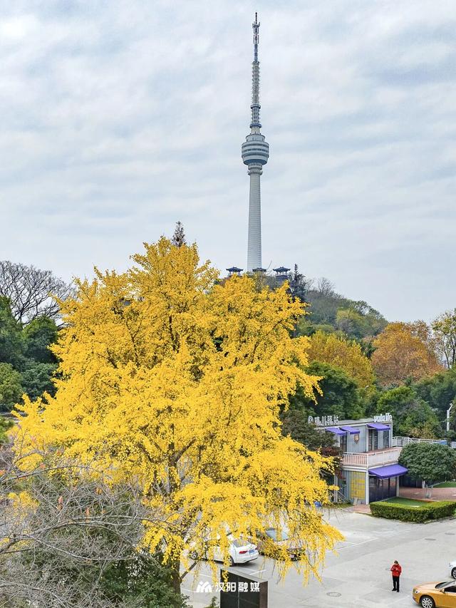 最后的金色狂欢！汉阳这三处私藏地一般人不知道→