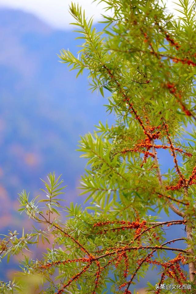 童话书里走出来的秋景！这座低调的西藏宝藏小城，早就该火了！