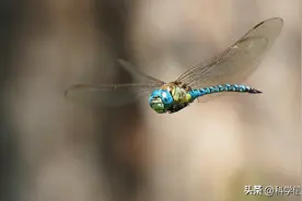 想要飞行，体型就不能太大，为何250公斤的风神翼龙却能飞起来？图片