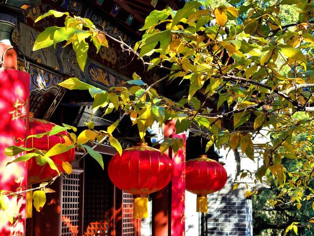 泰山王母池蜡梅初绽 花叶同枝尽显冬日诗意