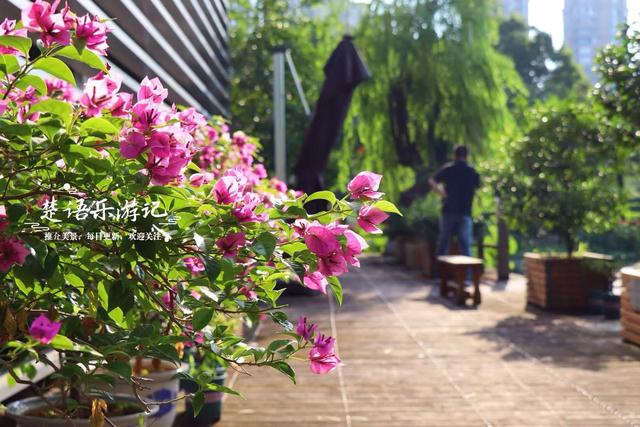 浙江宁波城区发现一处风景，小巧清幽但满池荷花，好有诗情画意