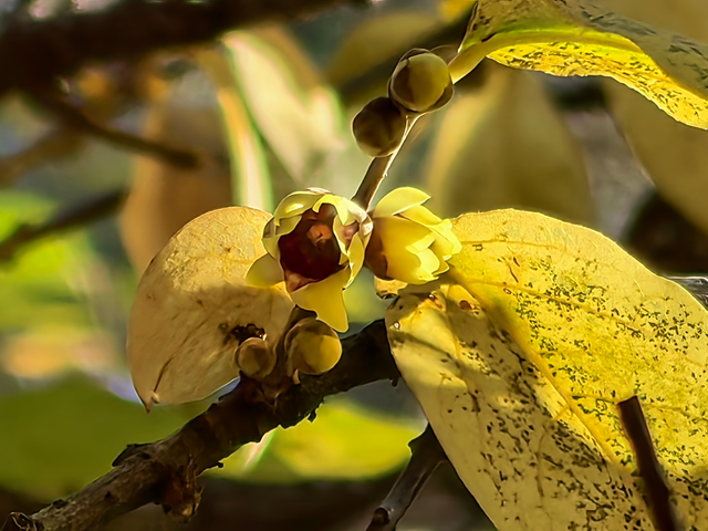 泰山王母池蜡梅初绽 花叶同枝尽显冬日诗意