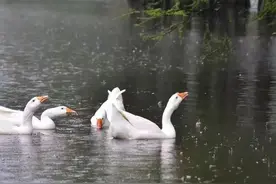 已影响厦门！厦鼓航线紧急通知！图片