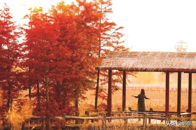 美在邯郸丨芦花雪，杉叶红