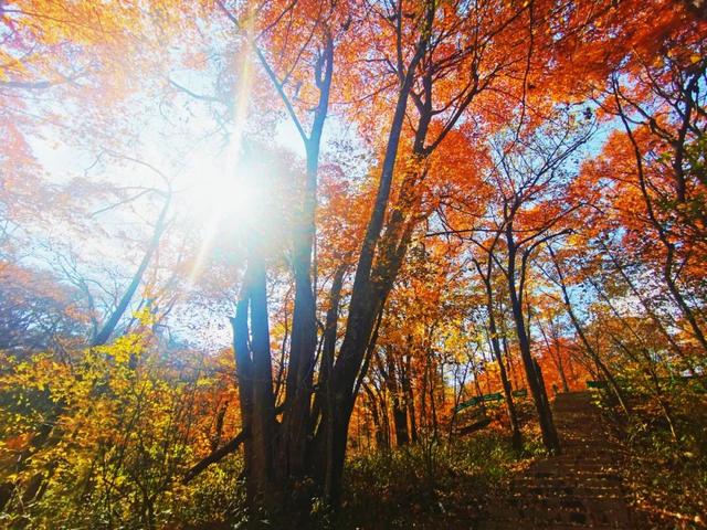 遇见最美红叶季！未来一周汉中红叶观赏预报抢先看~