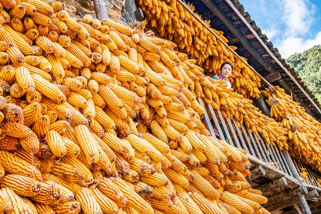 四川石棉蟹螺藏族乡：金秋藏堡 岁月鎏金