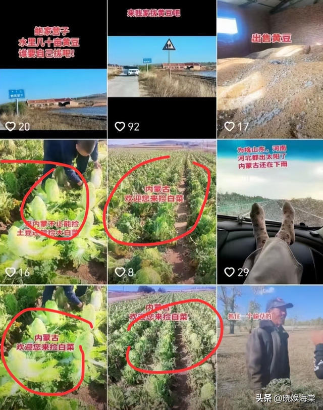 200亩白菜遭哄抢后续：损失超百万，菜农发声，更过分的还在后面