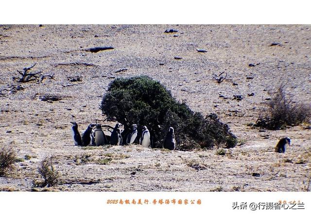 南极南美三国行游影记（76）—阿根廷旁塔汤布国家公园（三）