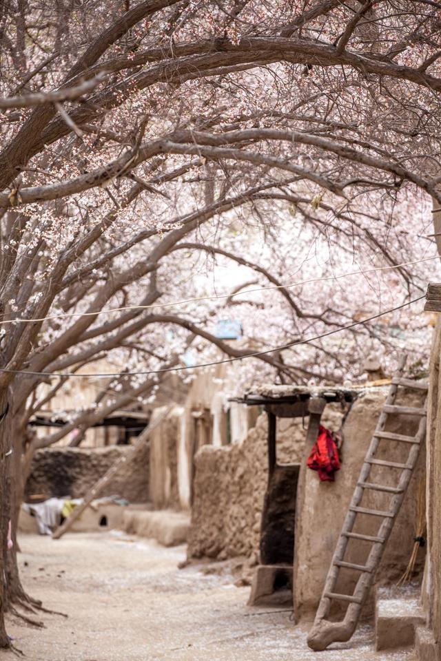 强烈建议3-5月走起的9条自驾路线，春天花开成海，沿途美成天堂！