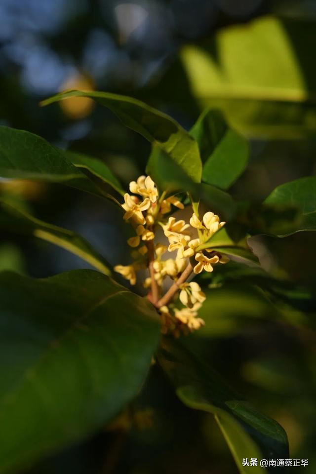 如东的秋天，都藏在这里了→