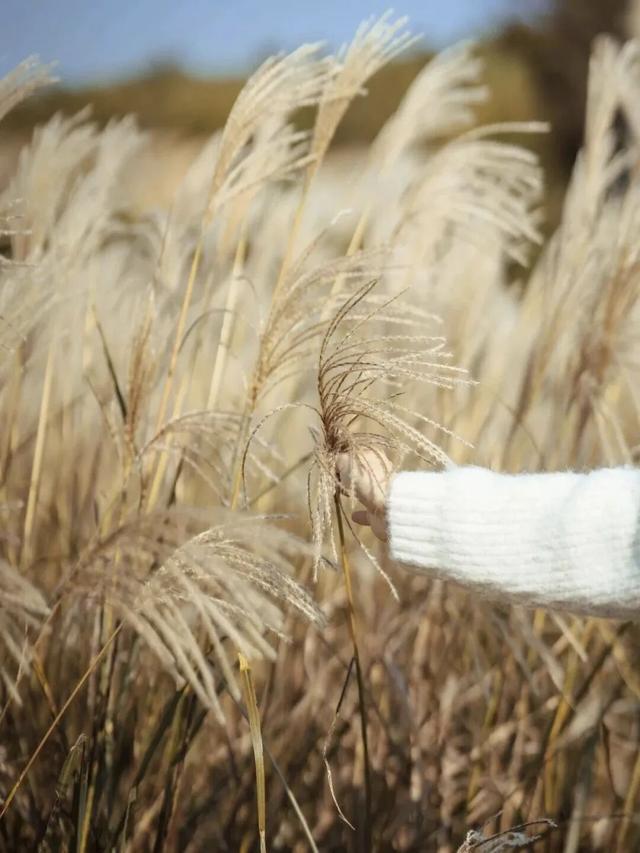 免费！无锡“巨无霸”公园火了