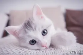 猫被丢弃多远永远回不了家？科学解析与真实案例警示，养猫人必看图片