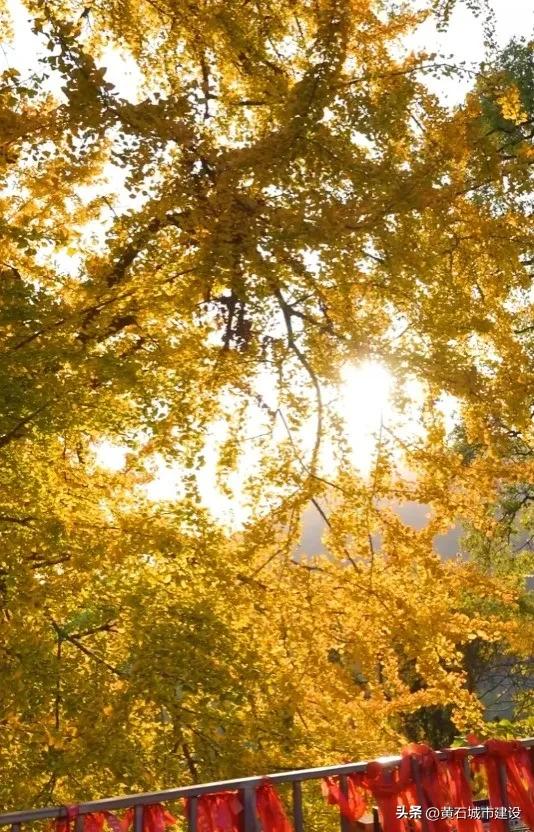 此刻 黄石下起黄金雨！