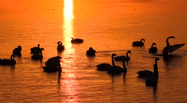 冬游威海 | “鹅”在这儿呢！