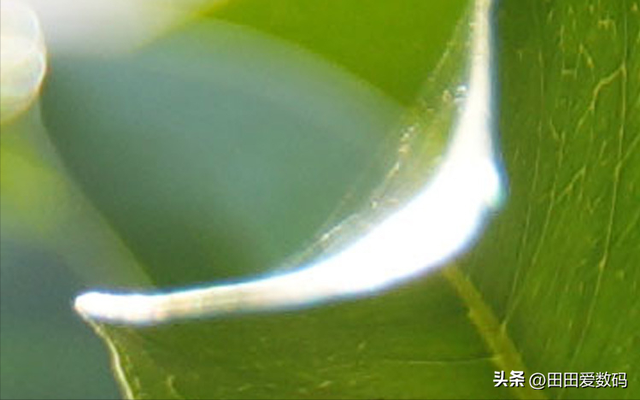 Sigma 200mm F2 DG OS 评测：挑战 Canon、Nikon 神台级「282」地位？