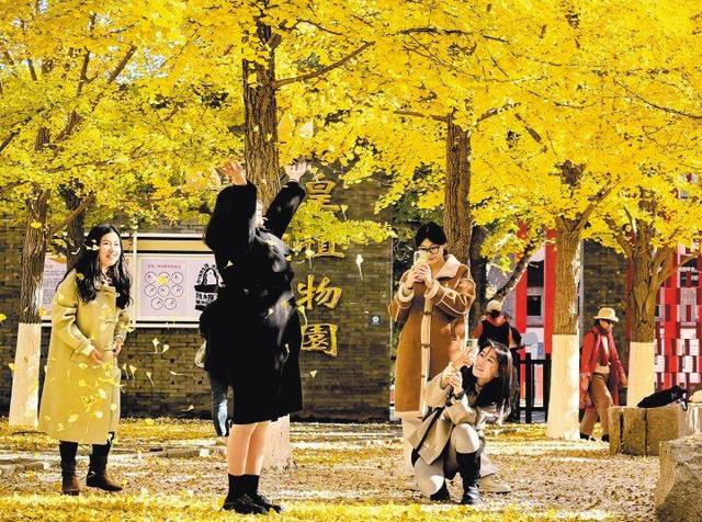 秋染秦皇共浪漫