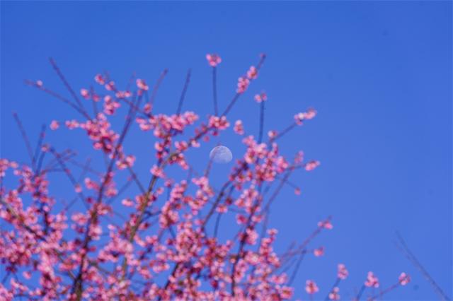 赴富源之约，邂逅新春樱花韵