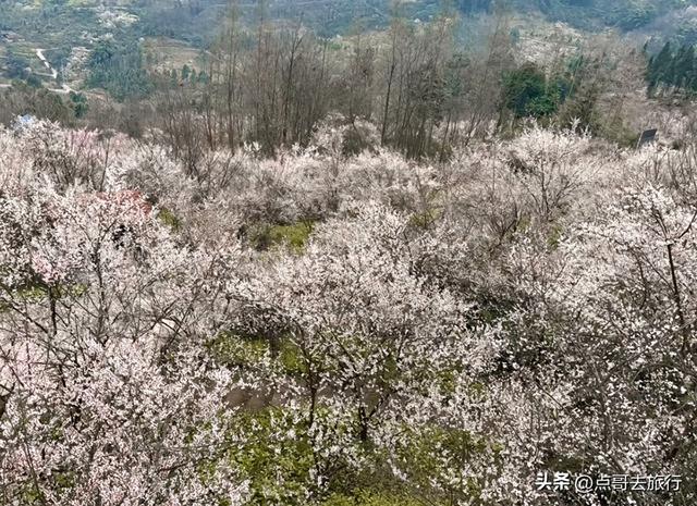 成都3000亩梅林开花了，被称为成都“小林芝”，非常震撼，免费！