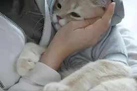 为什么猫咪不爱被人抱？一抱猫咪就拼命挣扎，原来是这几个原因！图片