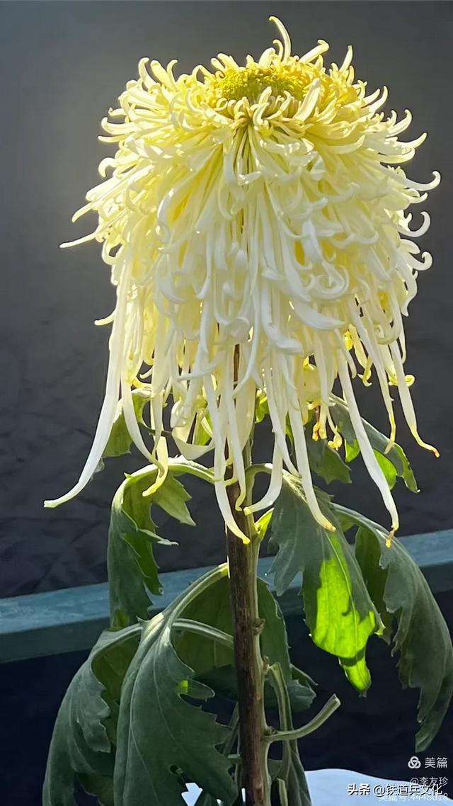 李友珍||岁月倏然·菊韵飘香——紫竹院公园的菊展