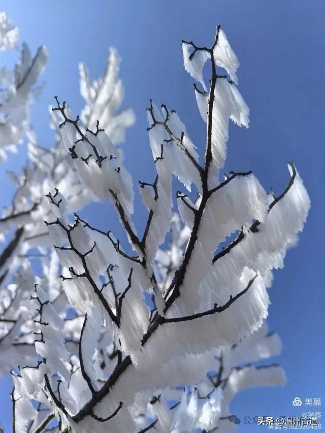 邂逅2026年的第一场醉美雾凇！温州四海山的雾凇美爆了！