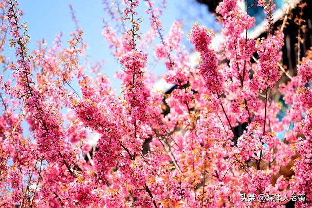 六盘水市水城河畔冬樱和梅花盛开鸟语花香引客来
