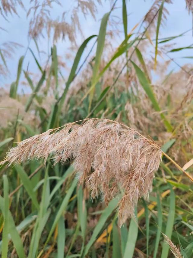 自然之美!初冬的芦苇花,蟠龙河畔一道亮丽的风景线!