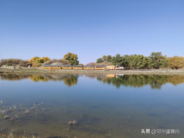 额济纳旗胡杨林